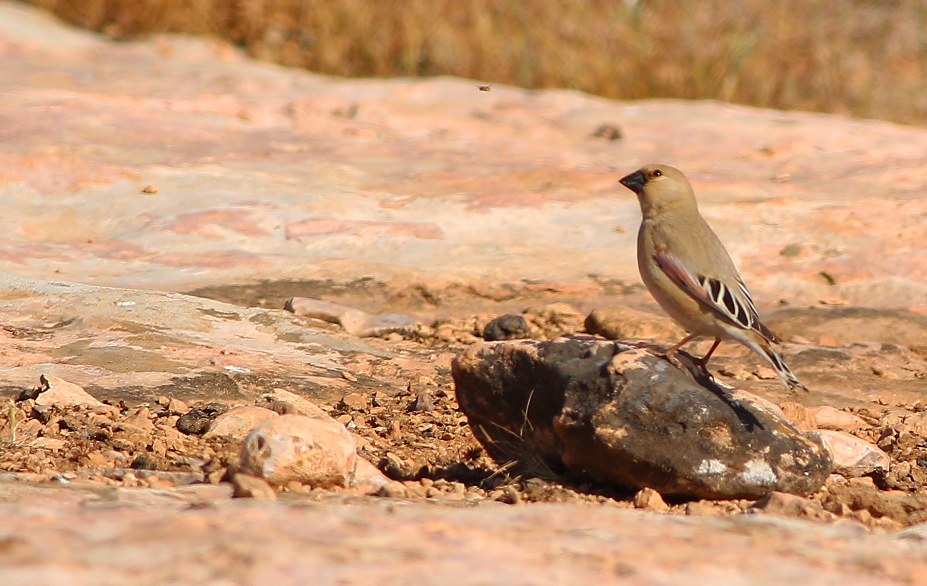 Desert Finch